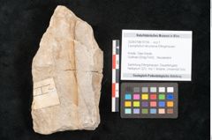Foto (Objekt + Etikett) von Laurophyllum tenuinerve Ettingshausen (NHMW-GEO-2024-0188-10156)